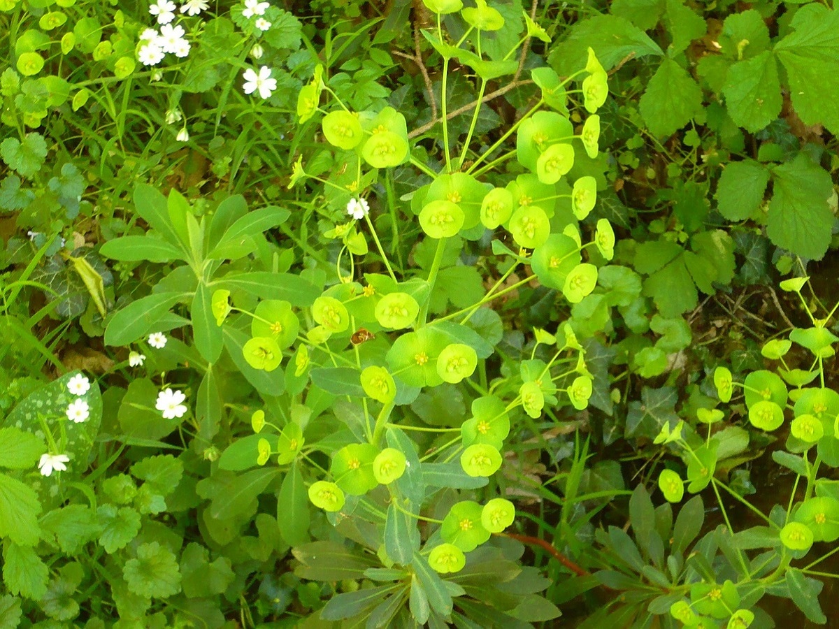 Euphorbia amygdaloides subsp. amygdaloides (Euphorbiaceae)